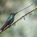 Sword-billed Hummingbird (Ensifera ensifera), Hacienda El Bosque, Manizales, Caldas, Colombia